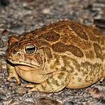 toad animal1