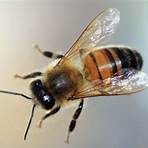 interesting facts about bees1