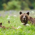 Great Bear Rainforest: Land of the Spirit Bear filme1