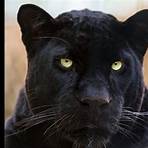 pantera negra animal3
