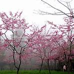 阿里山 櫻花2