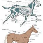 Equus ferus caballus wikipedia3