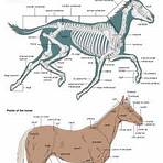 Equidae wikipedia3