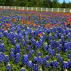 Wildflowers Across Texas1