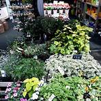 mercado de flores amsterdam3