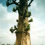 baobab symbolique2