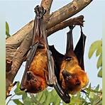 types of flying foxes5