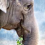 elephant free3