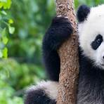 How many giant pandas are left in the wild?2