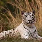 White Tiger1