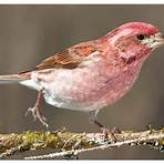 what do finches eat1