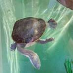 schildkrötenpark ajaccio2