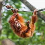 singapore zoo breakfast with the orangutans3