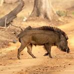 wild boar5