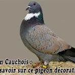 cauchois pigeon4