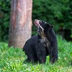 what is a spectacled bear4