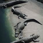 crocodile images2
