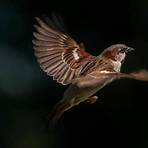 how shall a sparrow fly lyrics2