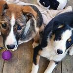 madra dog rescue ireland -4