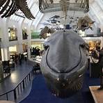 Museu de História Natural de Londres5