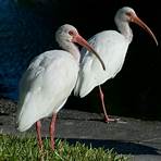 ibis blanco americano5