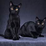 Black Cat2