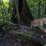 jaguar endangered species3