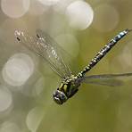 dragonfly insect1