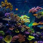 tipos de corais1