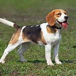 beagle5
