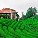 rize teeplantage3