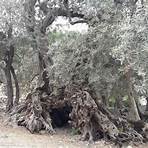 the sisters olive trees of noah5