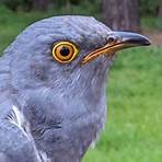 cuckoo ornithology3