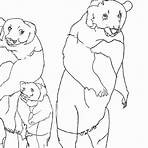 urso pardo desenho para colorir2