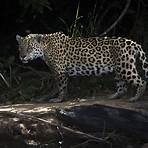 jaguar verbreitungsgebiet5