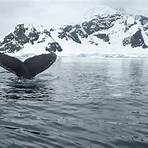 tromso whale watching season2