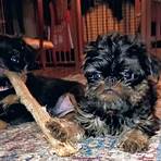 brussels griffon puppies for sale4