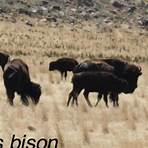 american bison1