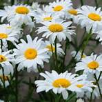 how to care for shasta daisies after they bloom1