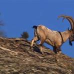 nubian goats1