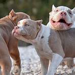 what are exotic bullies breed3