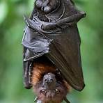 bats images1