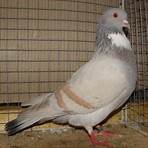 cauchois pigeon2
