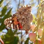 american painted lady2