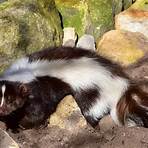 skunk animal4