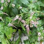 where does the herb mentha spicata come from from mexico song list4