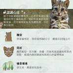 為什麼石虎在台灣絕種?1