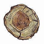 redwood tree facts5