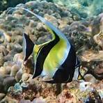 what is the best swimming snorkel fish1