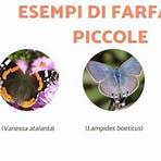 nomi farfalle in italiano4
